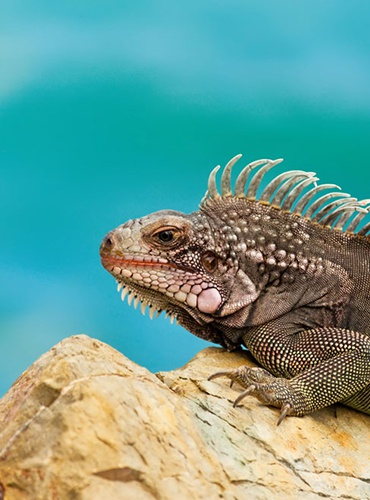 Wild life St. Thomas